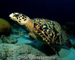 Lift Off - Image taken in Bonaire with a Nikon D100, 18mm... by Mark Westermeier 